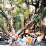 Lahaina, Maui, Hawaii